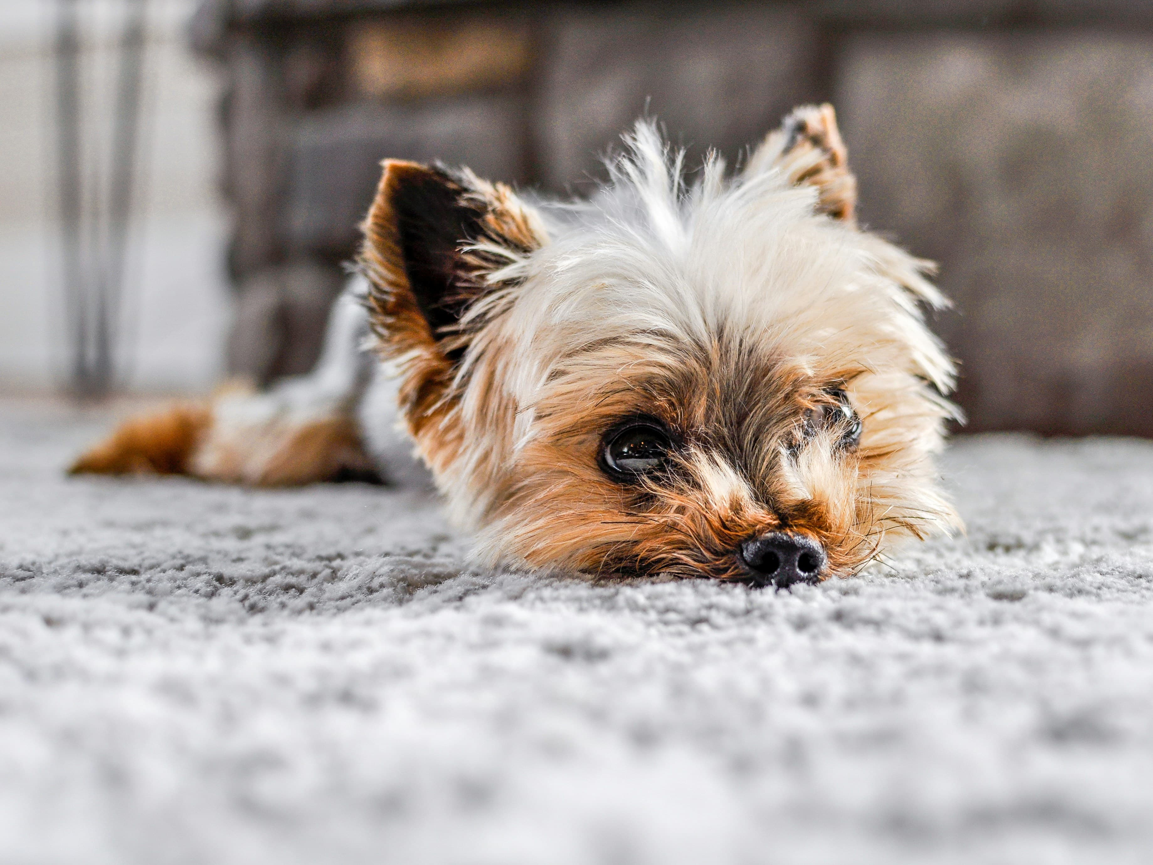 A cute dog resting on a beautiful hard floor